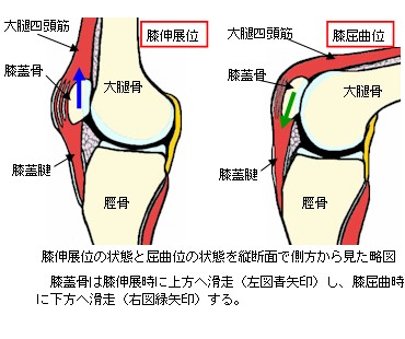 膝の打撲と挫傷