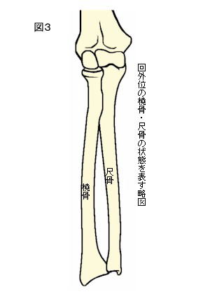前腕回外位の骨格図