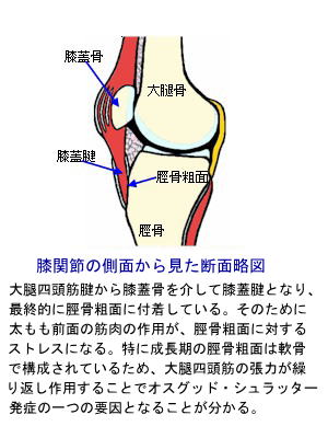 膝関節の側面から見た断面略図