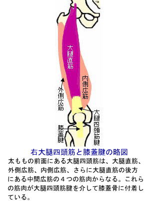 右大腿四頭筋と膝蓋腱略図
