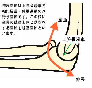 蝶番 関節