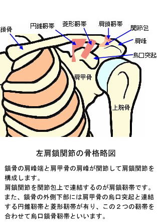 左肩鎖関節の骨格略図
