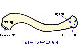 右鎖骨を上方から見た略図