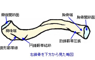 右鎖骨を下方から見た略図