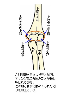 上腕骨顆上骨折 子どもの肘周囲の骨折