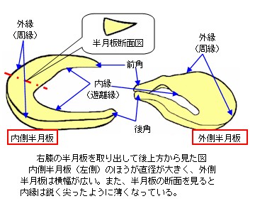 G猩}