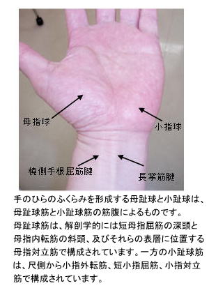 日本独自に伝承される柔道整復の専門家による情報ページ