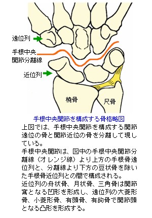 橈骨 手 根 関節