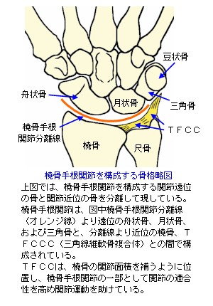 􍜎荪֐