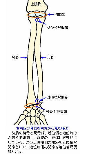 Or̍iO猩}