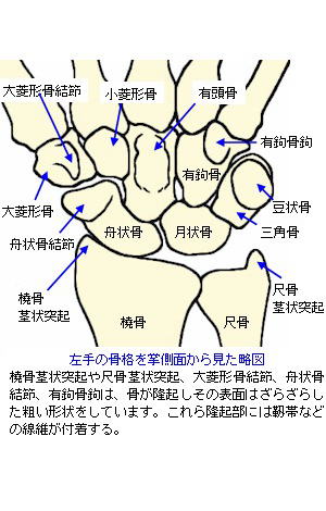 根 関節 手 橈骨 手根管症候群の症状・原因・治療方法 [骨・筋肉・関節の病気]