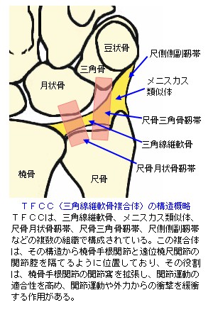 TFCC̍\T