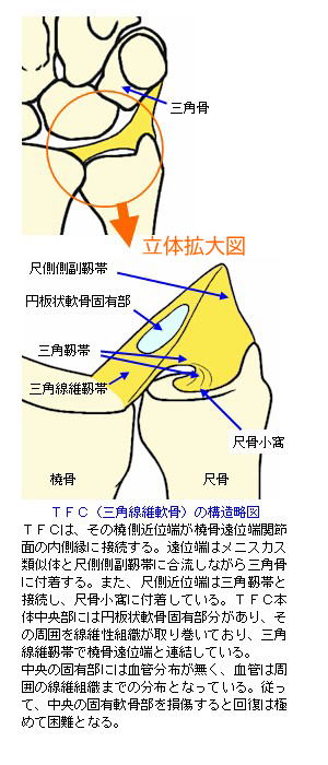 TFC̍\}