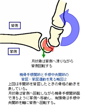 橈骨 手 根 関節