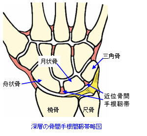 手関節の構造と手関節捻挫